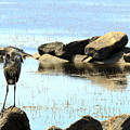 Heron on the Rocks
