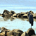 Heron on the Rocks