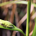 Lone Tree Frog