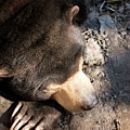 Sleepy Sun Bear