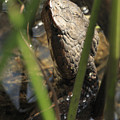 Snake in the Water
