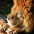 Sunbathing King