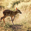 Fawn Crossing